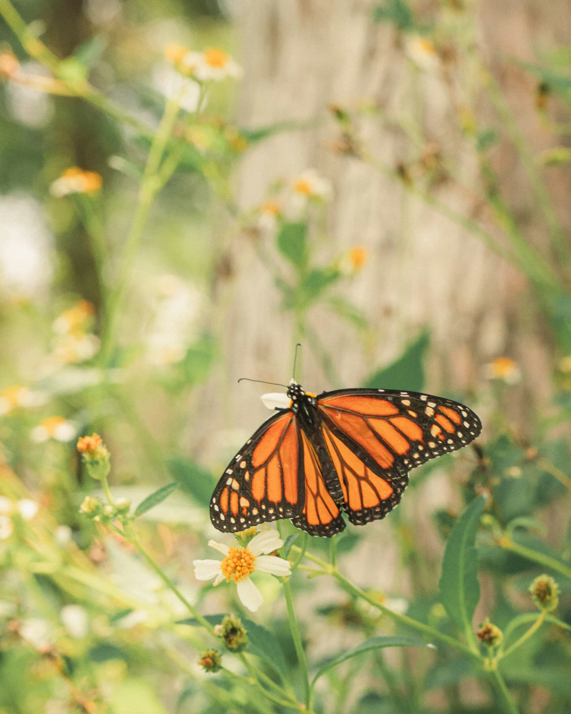 Monarch butterfly on a wildflower